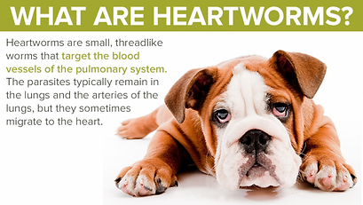 Canine heartworm diagram