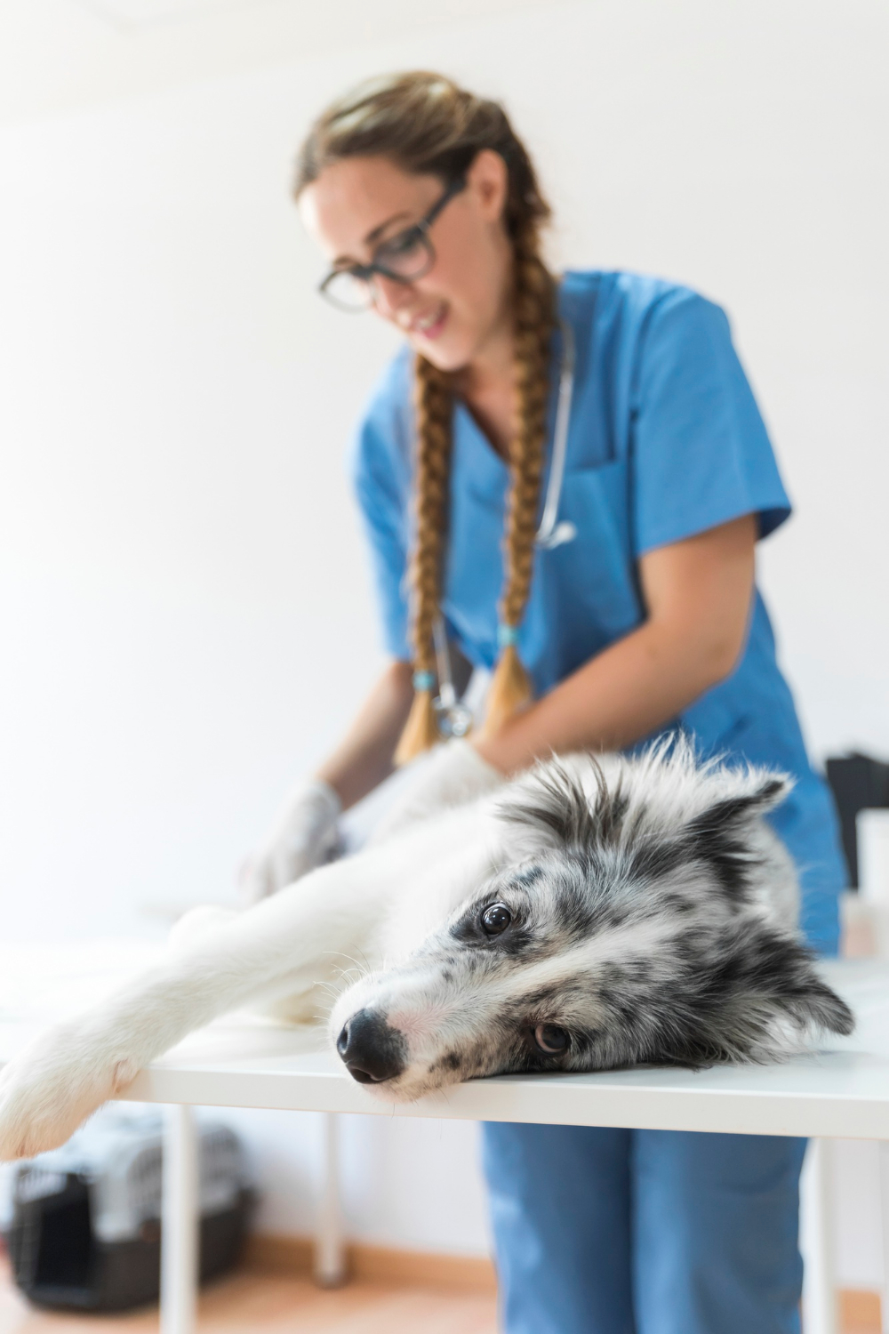 Emergency veterinary care